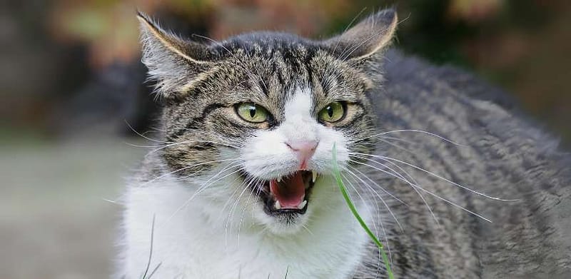 接案時如何處理案主的情緒